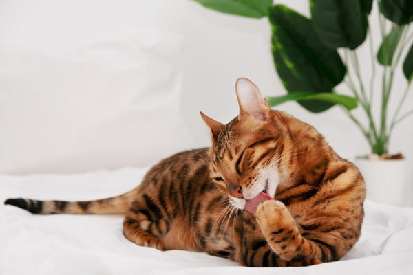 Tiger stripe cat cleaning itself