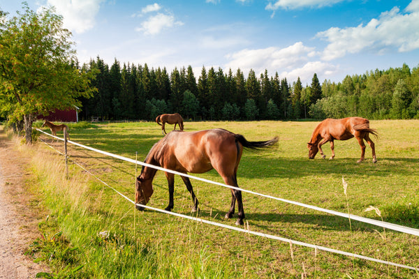 Horses with electric fencing around the field