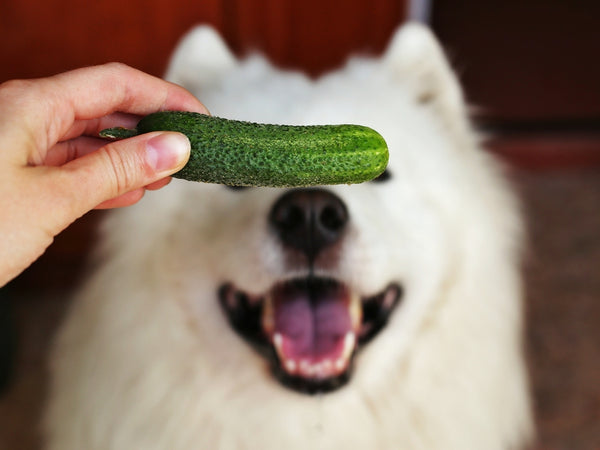 Fluffy white dog being offered some delicious cucumber