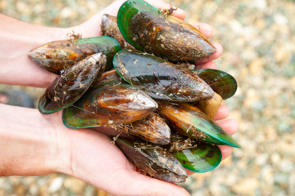 Hands holding green lipped mussles