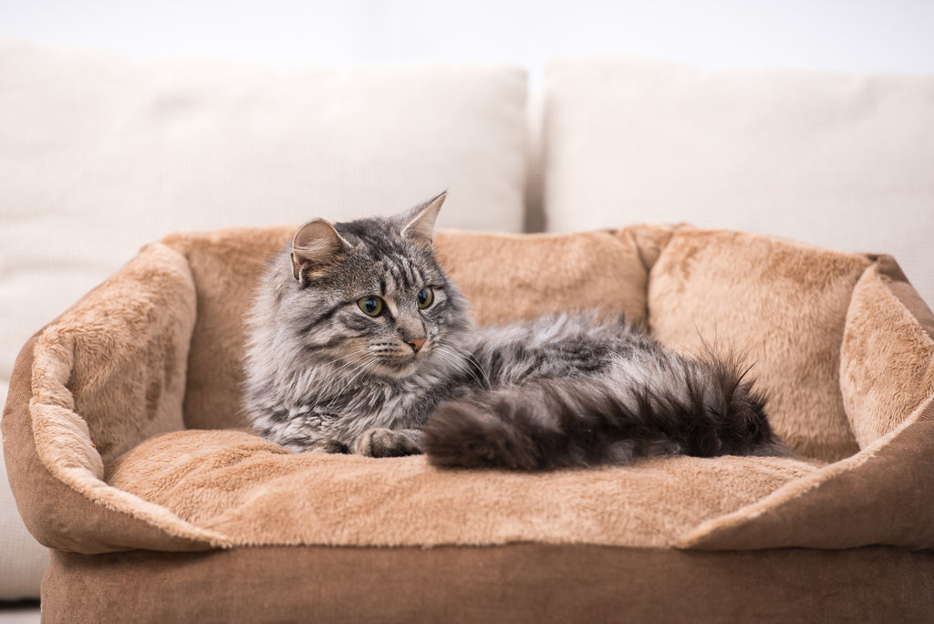 Cat in ergonomic bed