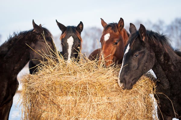 Four horses eating hay in a field