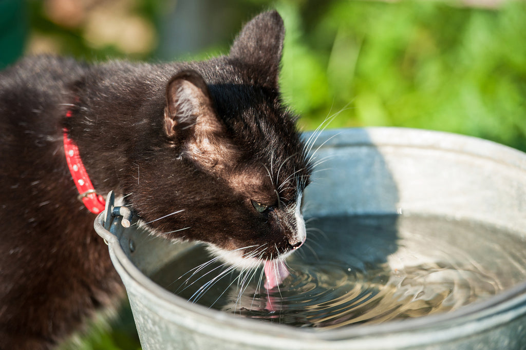 Cat drinking water