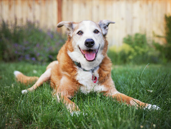 Older dog relaxing on the grass