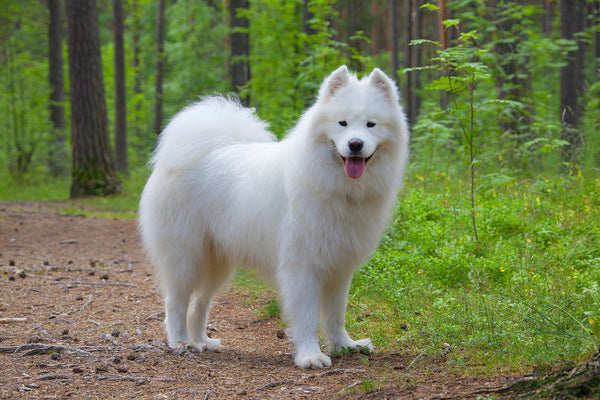 Samoyed dog standing happily surrounded by trees in a wood