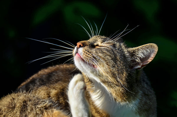 Tabby cat scratching its chin