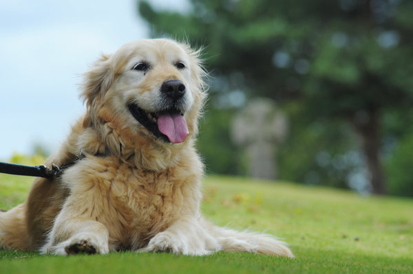 Senior dog relaxing during a walk