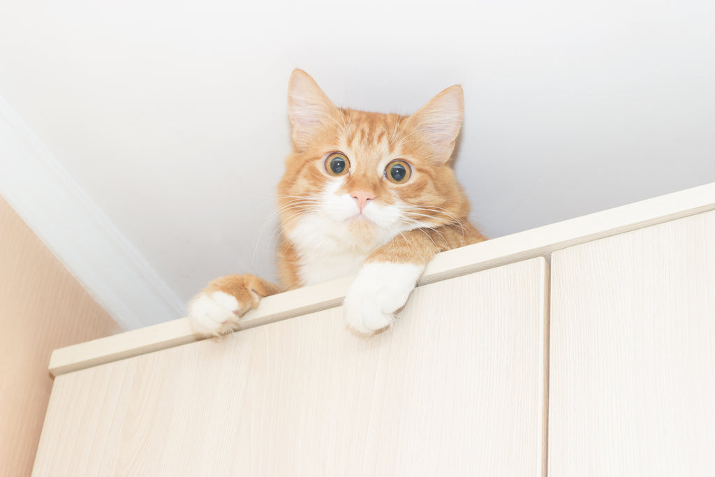 Ginger cat on top of kitchen counters up high