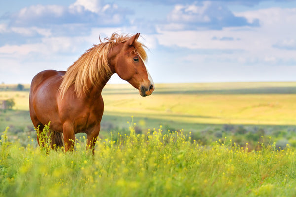 A horse with a healthy coat standing in a meadow