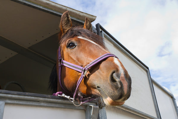 Horse looking out of a horse box