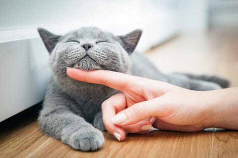 Cat enjoying a scratch under the chin