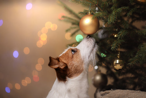 Jack Russell Terrier looking at a gold bauble hanging from a tree.