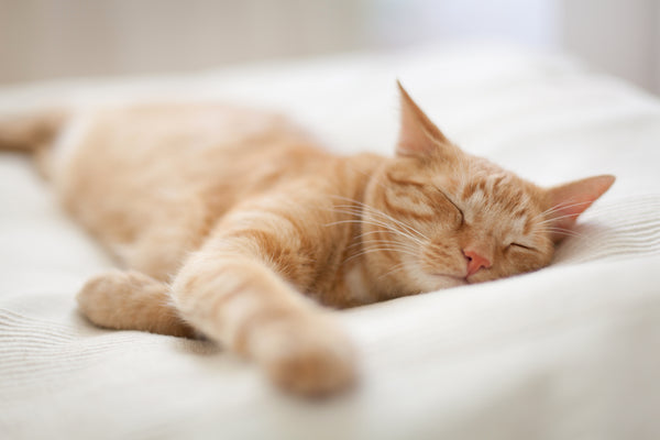 Sleepy cat on bed