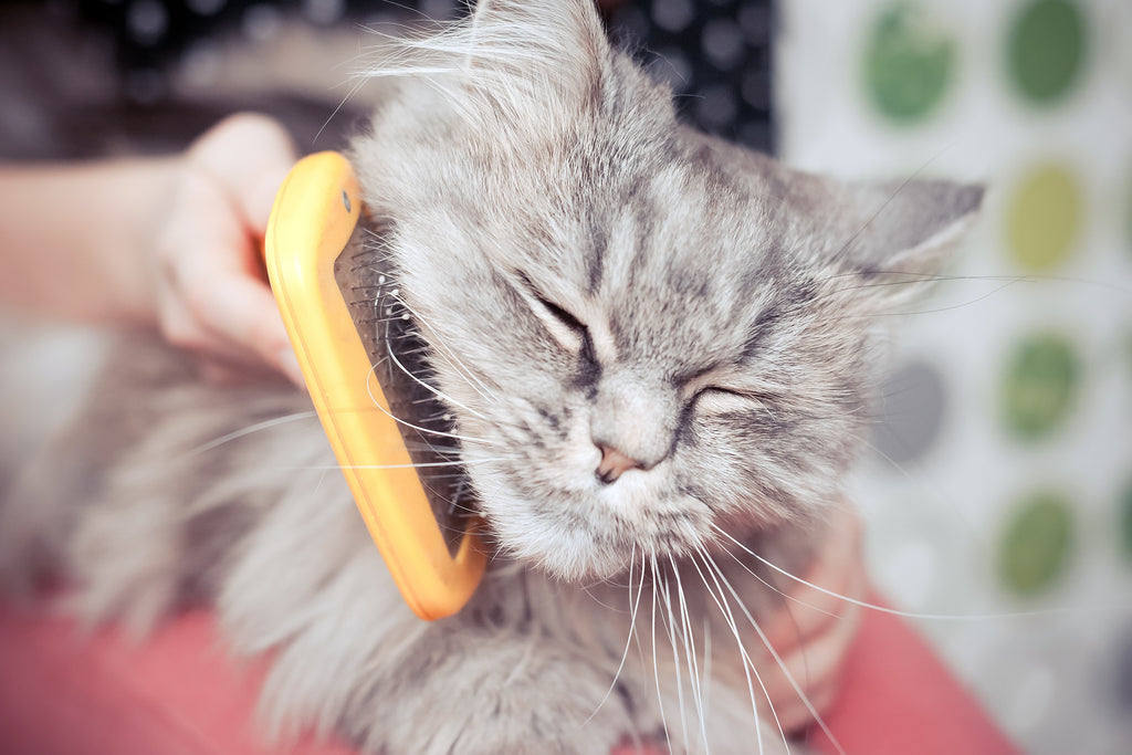 Cat being brushed