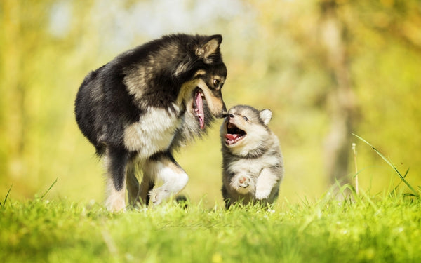 Happy dogs enjoying life