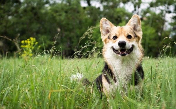 Small dog sitting in a meadow