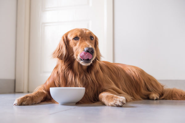 Dog about to enjoy a healthy meal