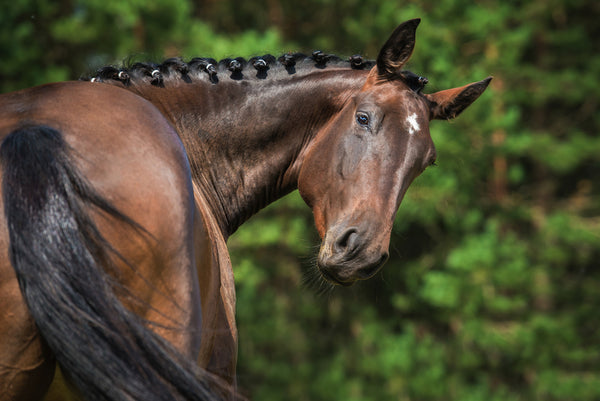 A majestic horse with a braided mane