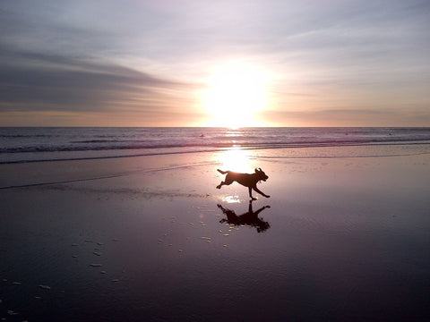 dog running on beach at sunset