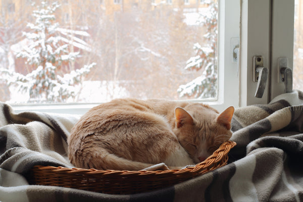 Sleepy cat snuggled by window