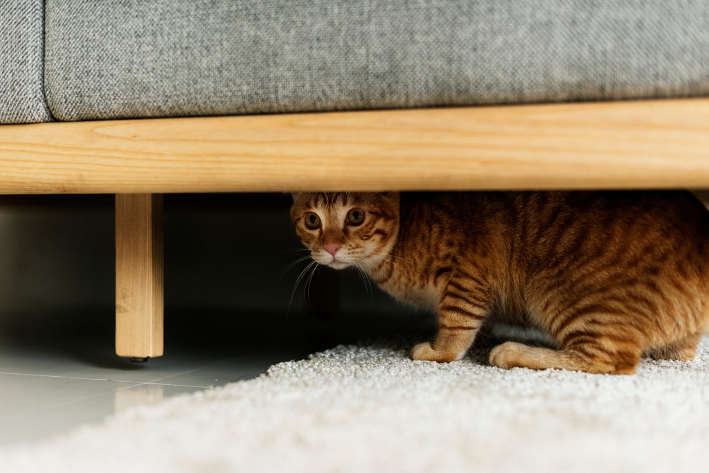 Scared cat hiding under sofa