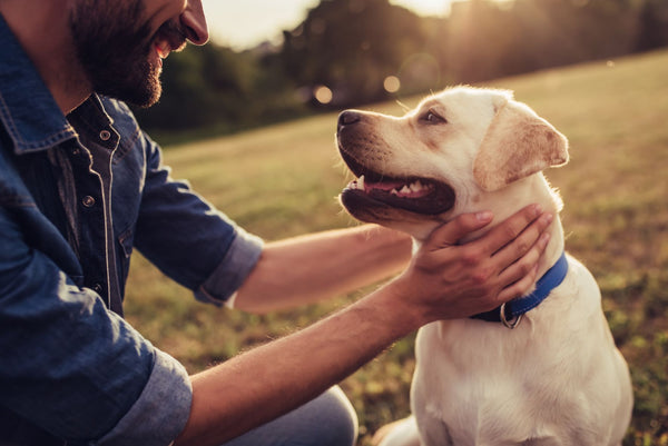 Golden Labrador smiling at owner