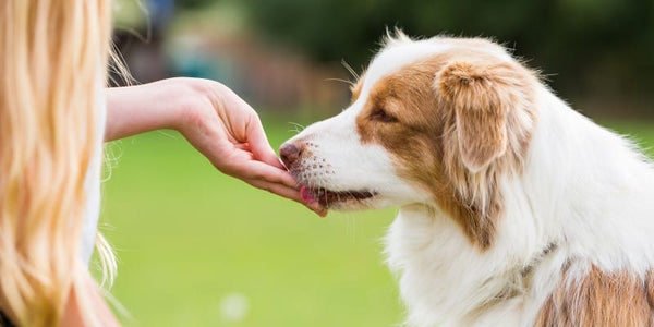 Dog taking treat from woman's hand