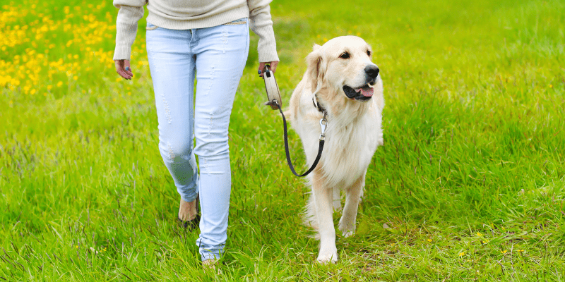 dog and owner walking in a field