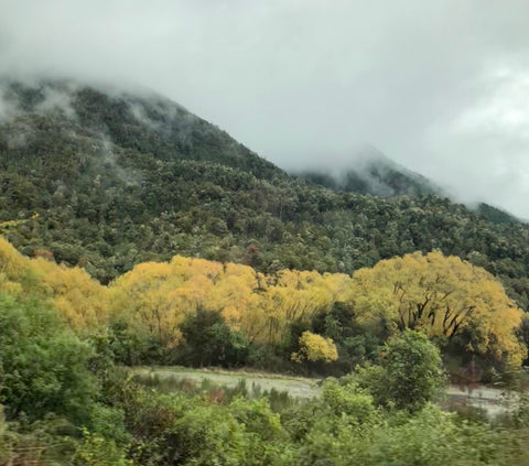 autumn willows south island nz