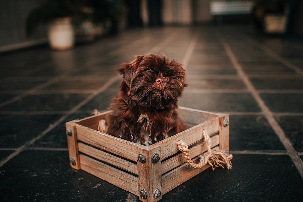 zona para perros en casa