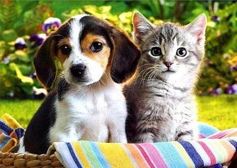 puppy & cat