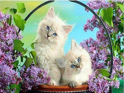 White Kittens Blue Eyes Branch Bloom Poster Canvas Print