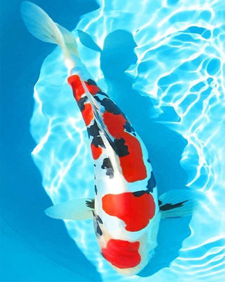 paint by numbers kit White And Red Koi Fishs - Custom paint by number