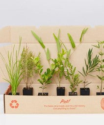 Native Plant Gift Plants in A Box