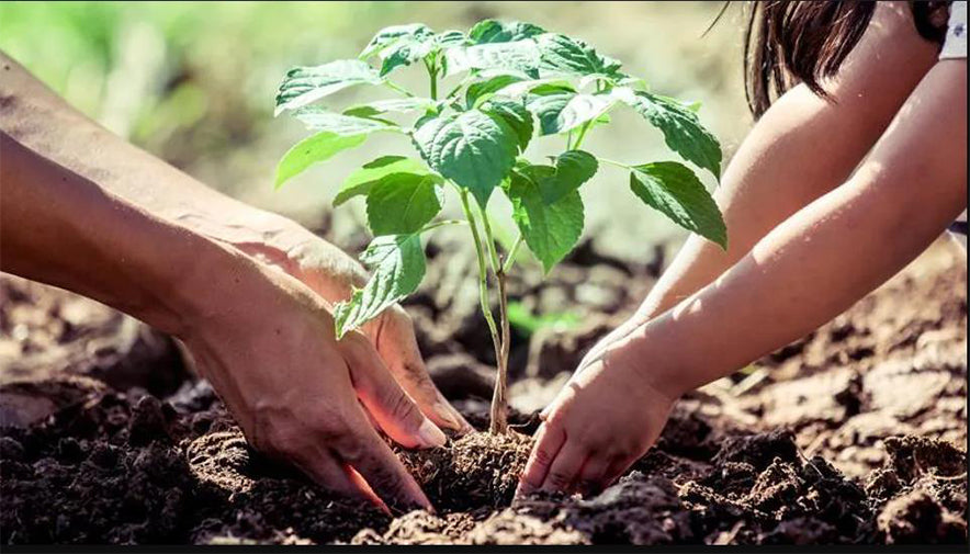 Planting a sapling with your dad