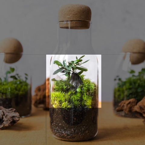 Choosing and adding the right plants to a small terrarium