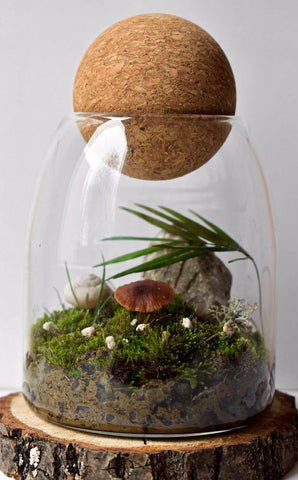 Easy micro terrarium inside a glass jar - DIY how to