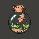 choosing the right sized plants for a jar terrarium