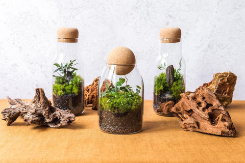 Borosilicate glass jars with cork lids used to make a craft jar terrarium 