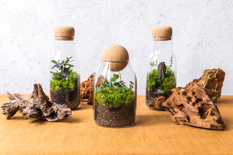 How to make a terrarium or micro garden in a jar