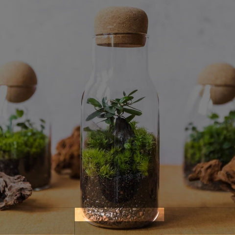 Adding charcoal to a terrarium - is it necessary?