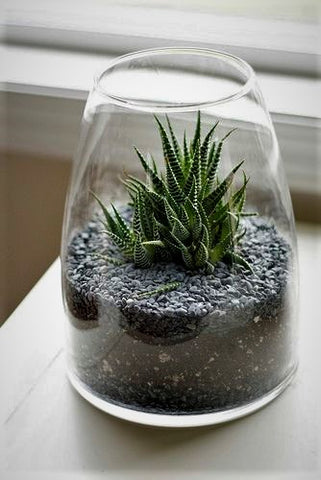 Zebra cactus in tapered glass jar