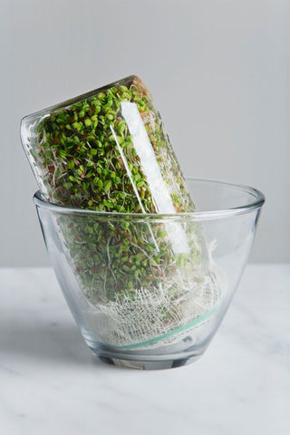 germinating seed sprouts in glass jars