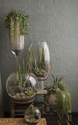 succulents, cactus and small plants in various size glass jars and bowls