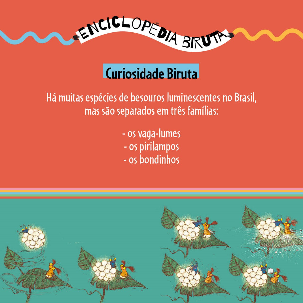 Curiosidade Biruta. Há muitas espécies de besouros luminescentes no Brasil, mas são separados em três famílias: os vaga-lumes, os pirilampos e os bondinhos