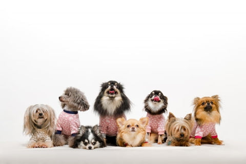 ポメラニアンやチワワなどハート模様のドッグウェアを着ているたくさんの小型犬