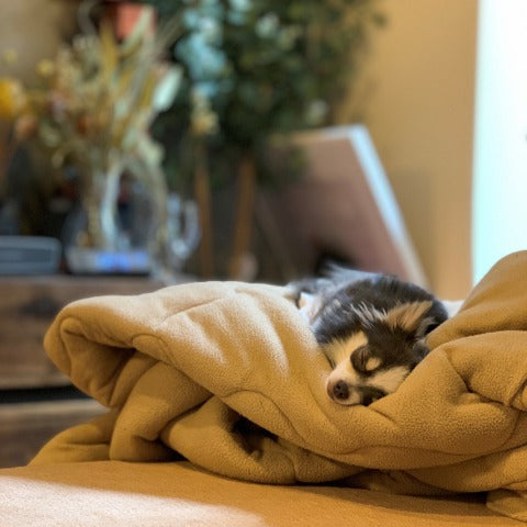 毛布の上で寝ているチワワ