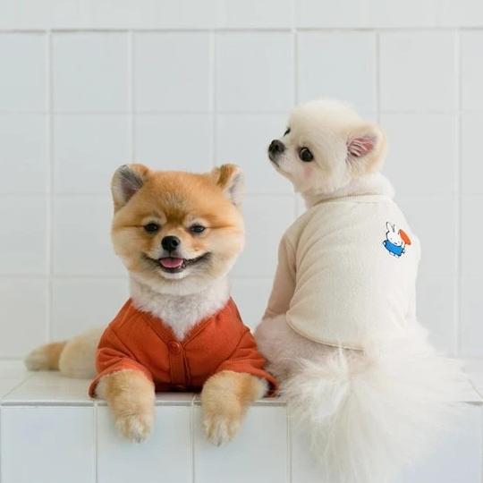 海外犬服 高品質なインポートのドッグウェア通販 Urban Dog Tokyo Noutti ミッフィーカーディガン ミッフィー