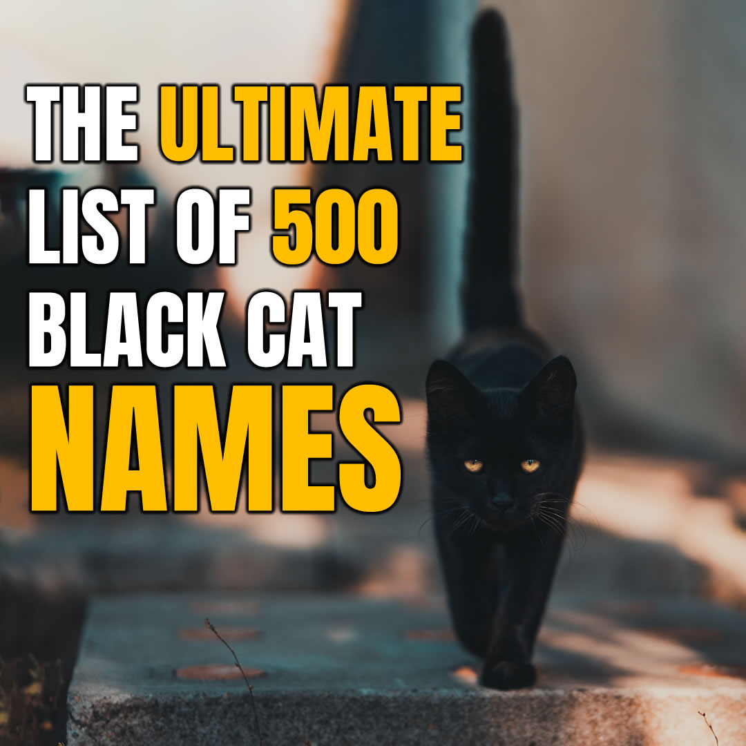 Goth male cat names