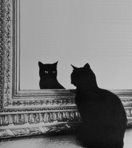 black goth cat looking in mirror